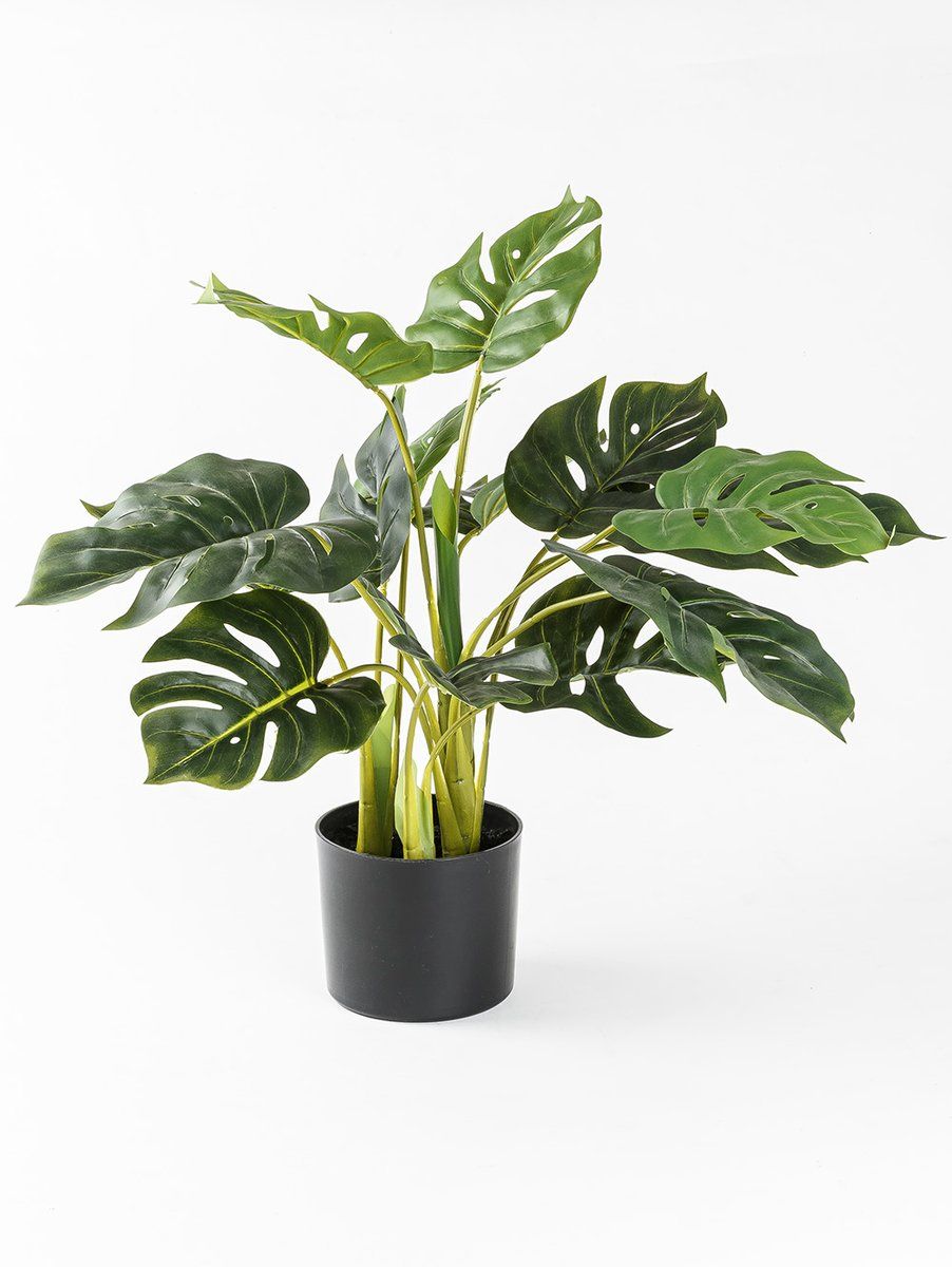 PLANTA PHILODENDRO ELISA S