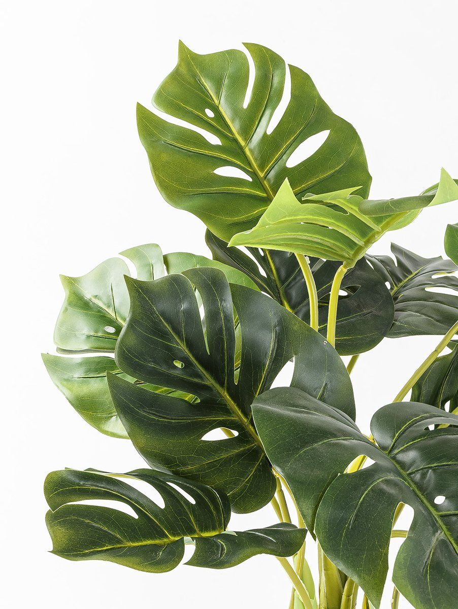 PLANTA PHILODENDRO ELISA S