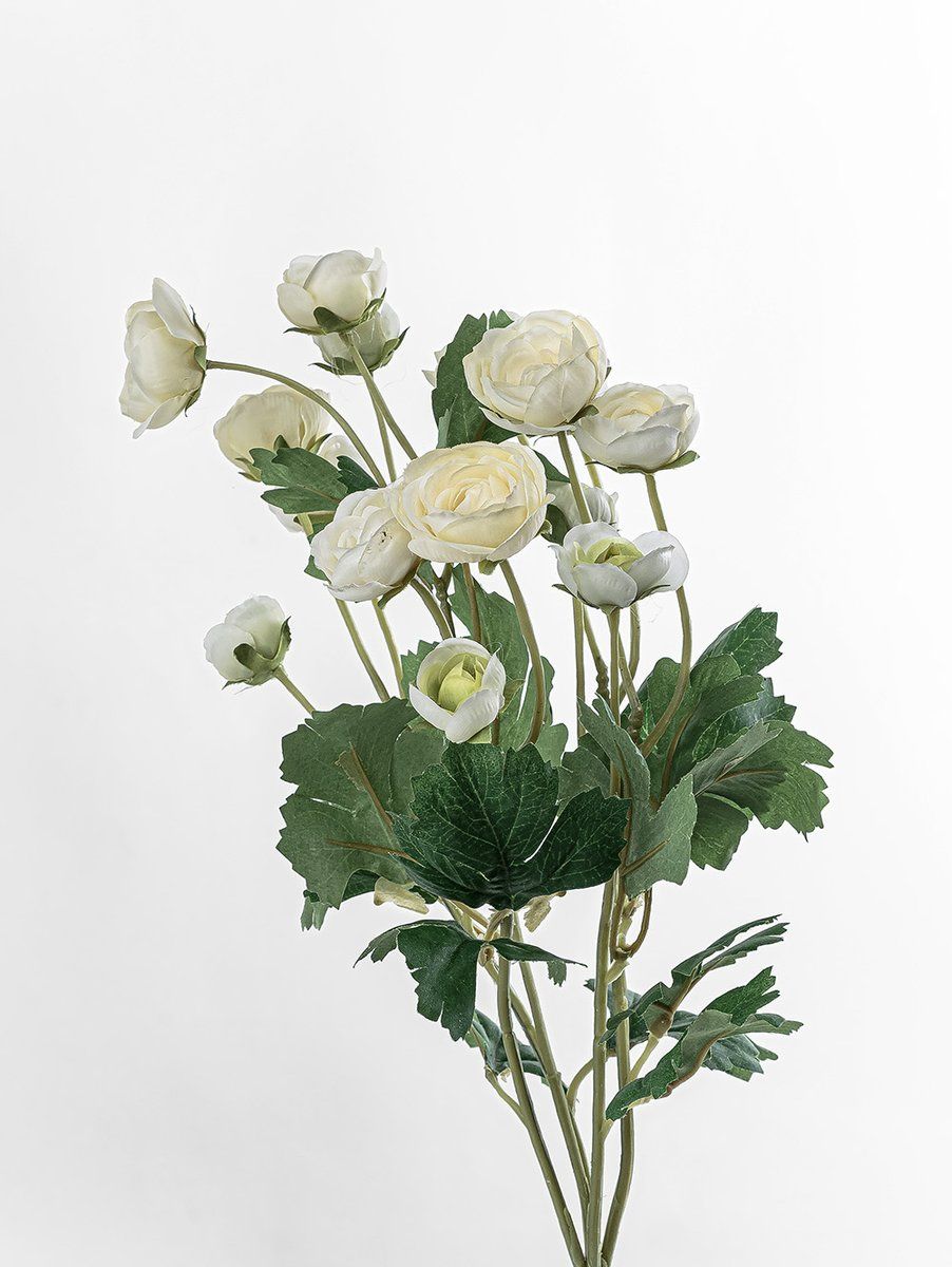RANÚNCULOS BLANCOS