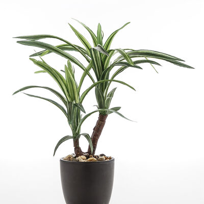 MACETA DRACENA ELISA BLACK