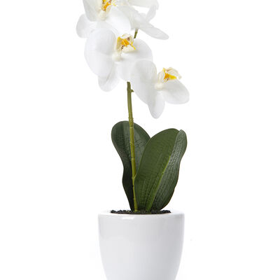 MACETA CON ORQUIDEA ELISA WHITE