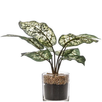 MACETA CHINESE EVERGREEN GLASS