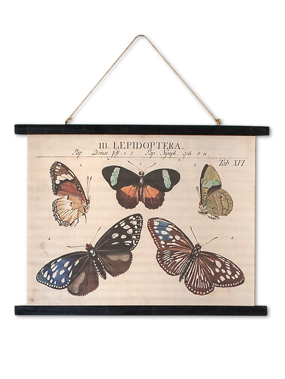 CANVAS BUTTERFLIES 60X55-FIT-1.jpg image number null