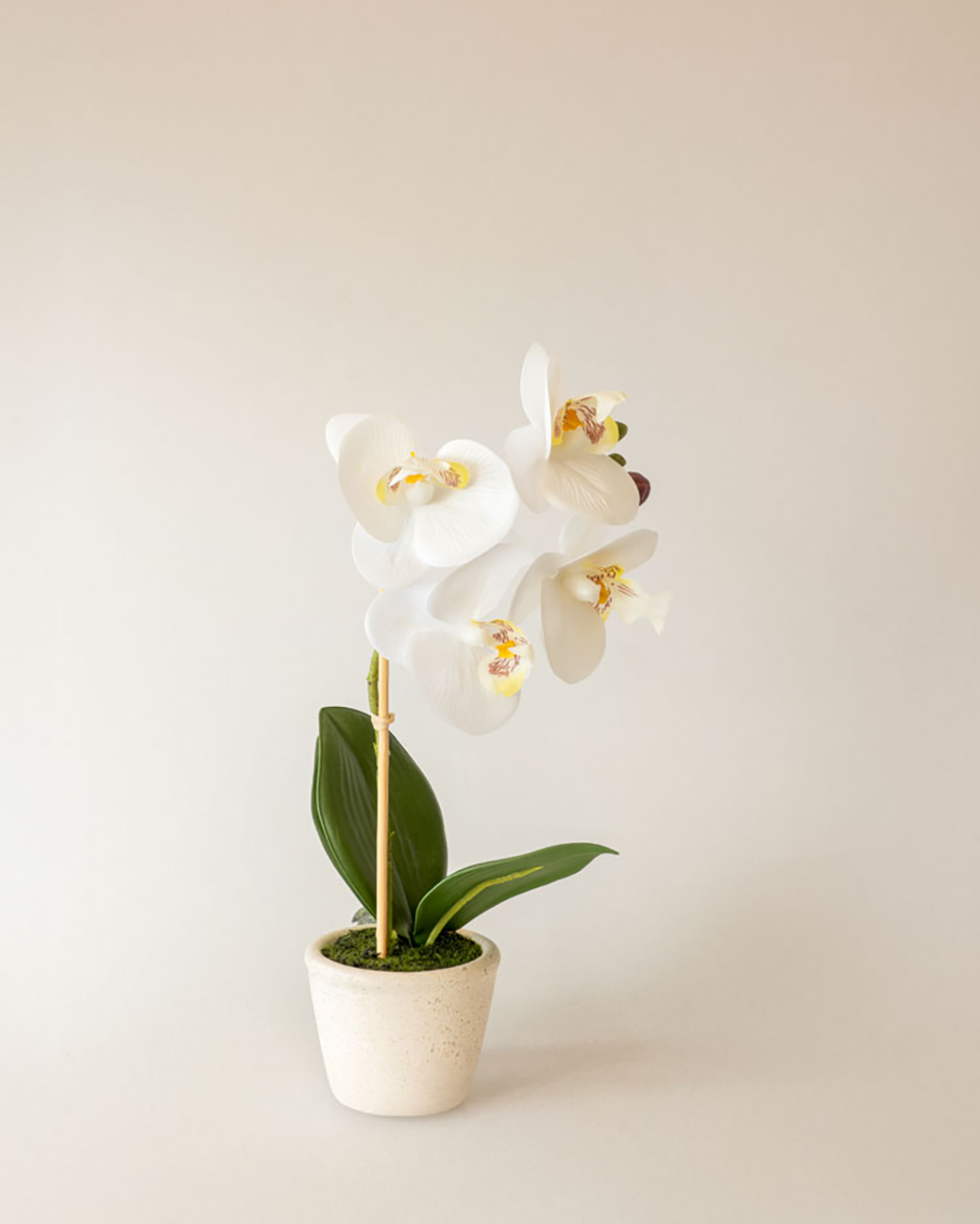 ORQUIDEA GIULIA M WHITE image number null