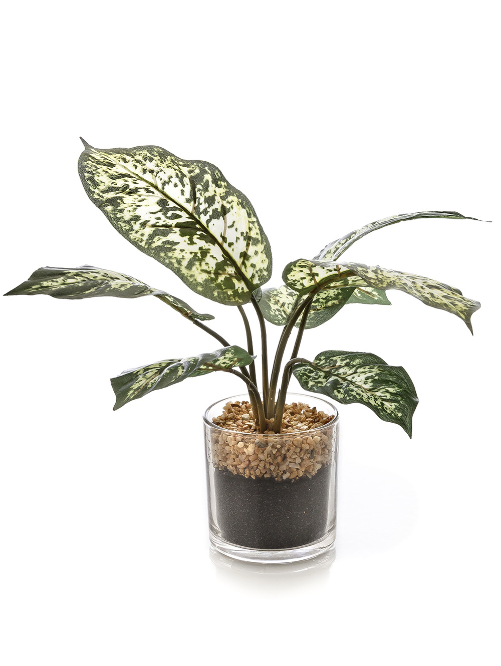 maceta-MACETA CHINESE EVERGREEN GLASS-LC CISNES-3.jpg image number null