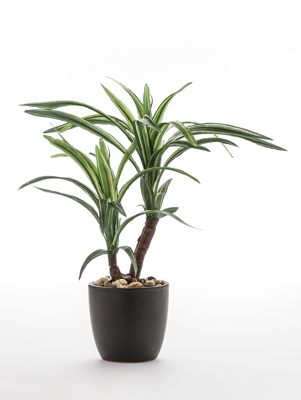 MACETA DRACENA ELISA BLACK image number null