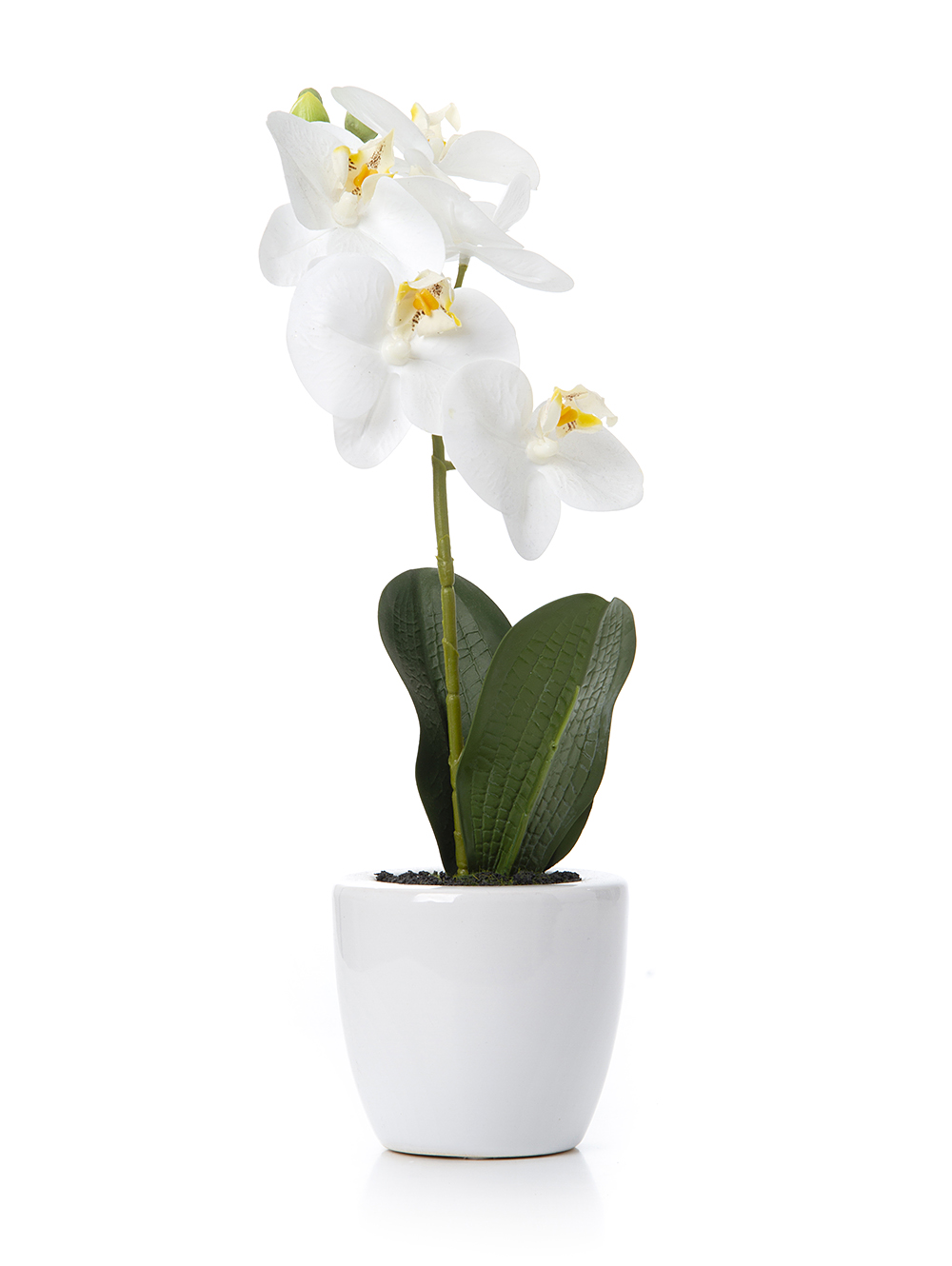 MACETA CON ORQUIDEA ELISA WHITE image number null