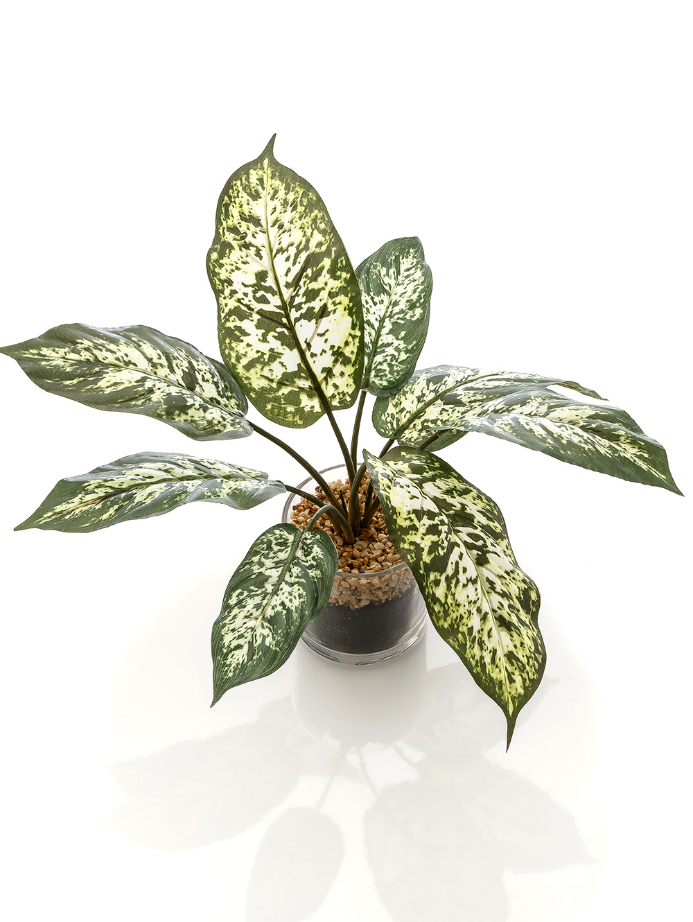 maceta-MACETA CHINESE EVERGREEN GLASS-LC CISNES-4.jpg image number null