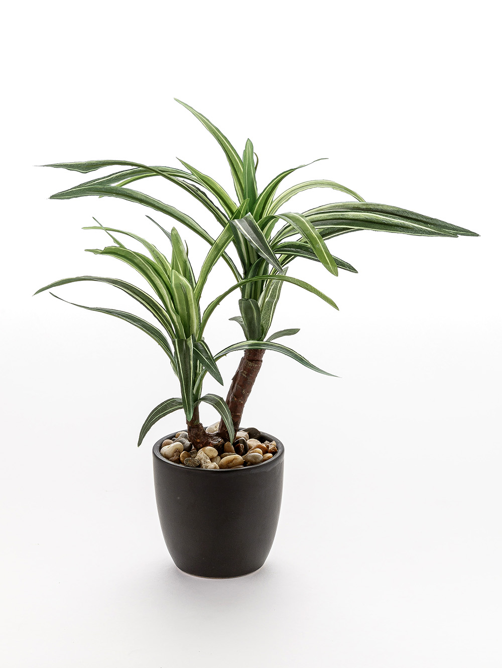 maceta-MACETA DRACENA ELISA BLACK-LC CISNES-3.jpg image number null